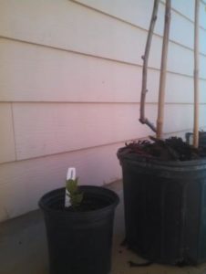 Shanes Plant comparision 1