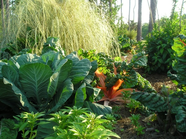 Edible Landscaping Tasty Additions