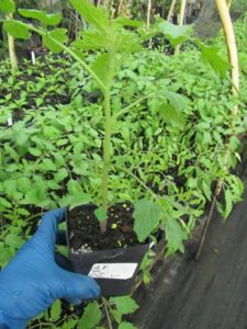 New Heirloom Tomatos