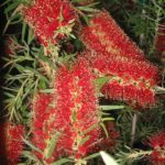 Weeping Bottlebrush