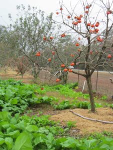 Winter in the orchard