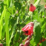 Red Abutilon