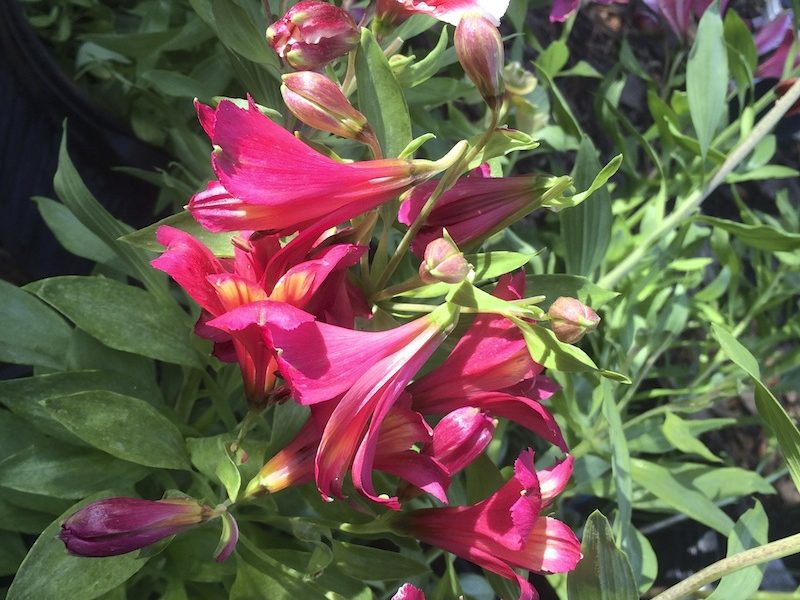 Large Citrus and Stunning Blooms