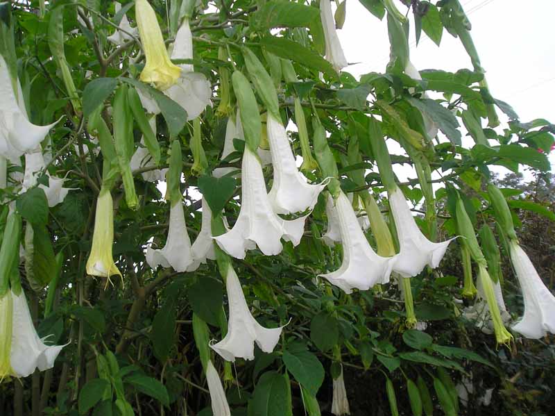 Cypress Gardens Angel Trumpet