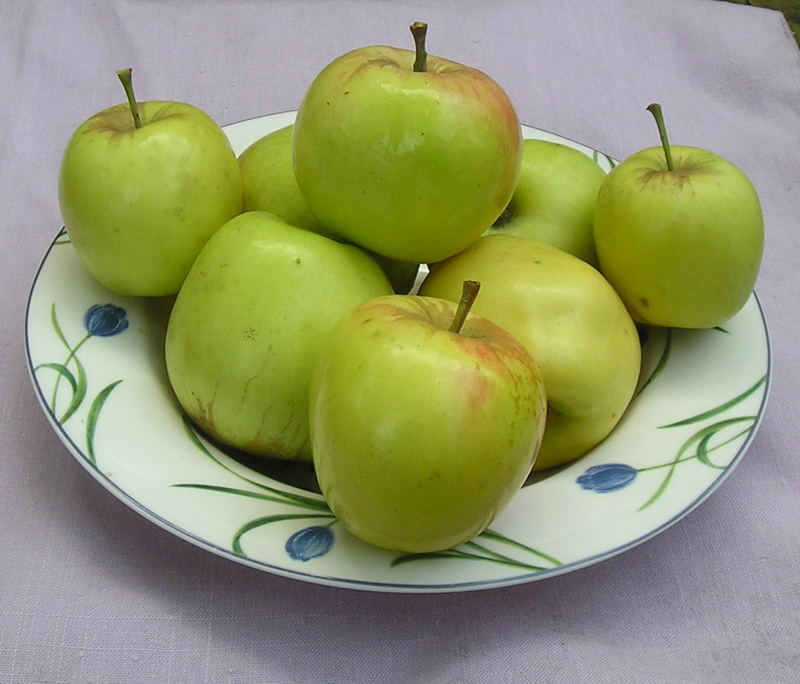 Just Fruits and Exotic Vegetable Garden