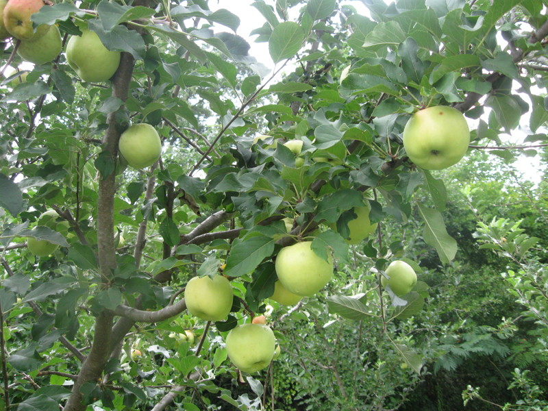 Fall Is the Best Time to Start Your Fruit Orchard
