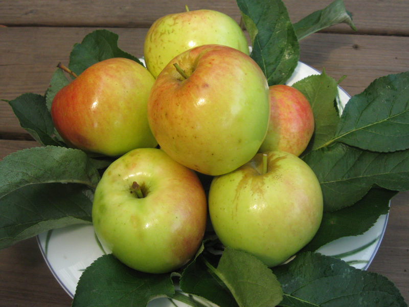 This Week at the Farm – Pit Tomato Update, Spring Color, and Joy Apples