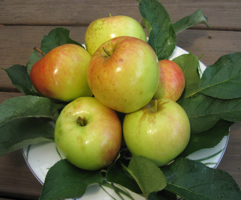 Joy Apple