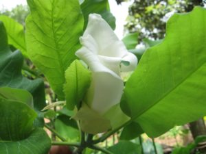 Ashi Magnolia