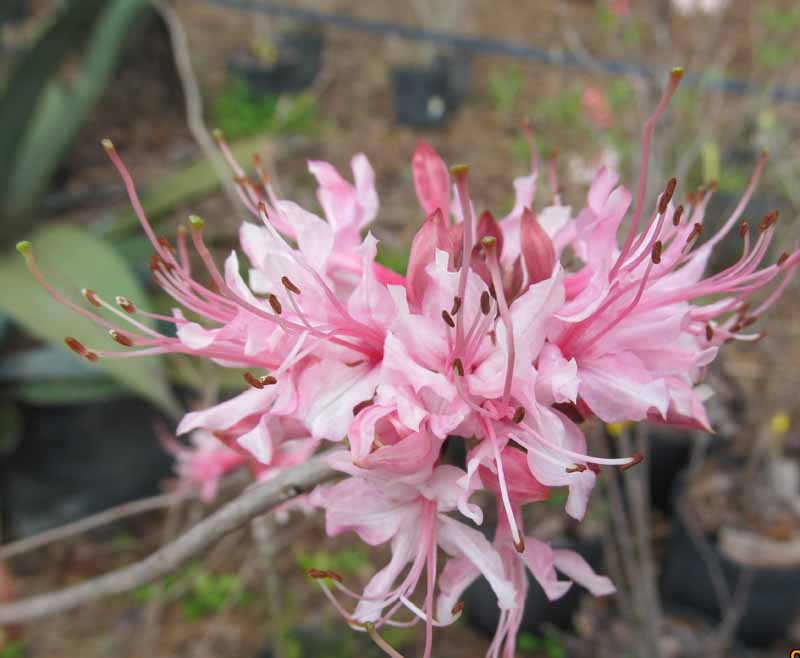 Native Pink Azelea