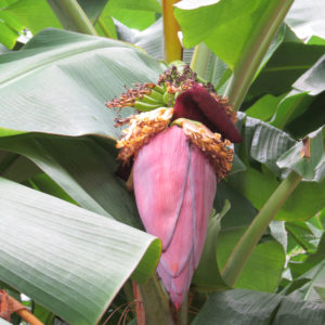 Banana Flower