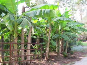 Banana Trees