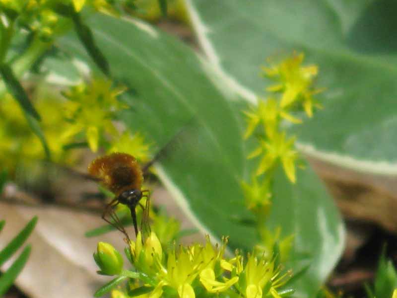 Planting A Pollinator Garden