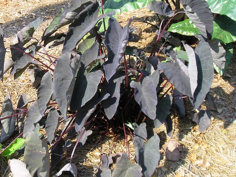 The Magic of Dark Foliage