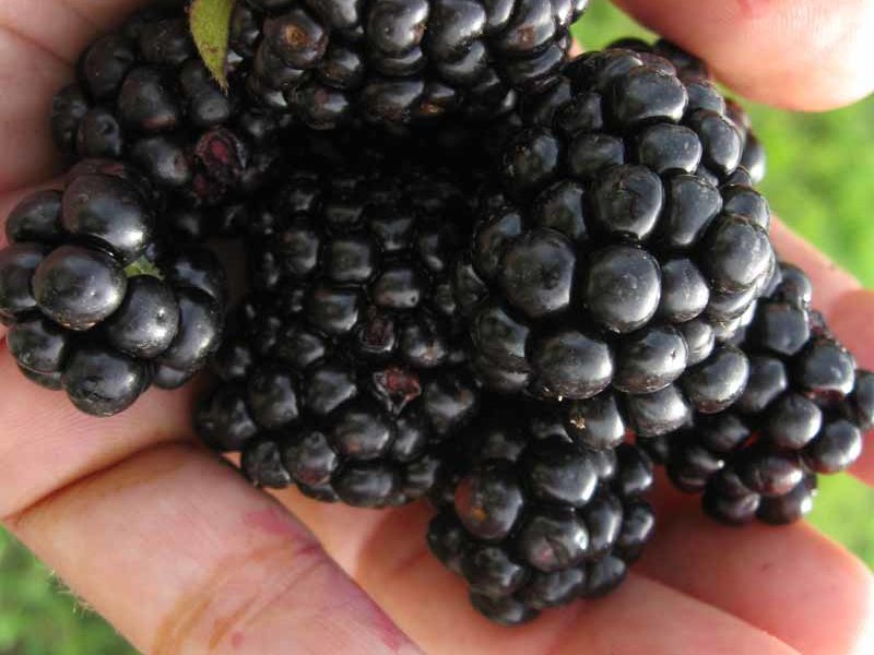 Back Yard Eden’s: Plant a Berry Patch