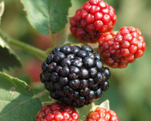 Blackberry Osage Agristarts
