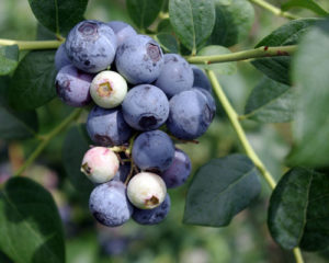 Sweetcrisp Blueberry Fruit