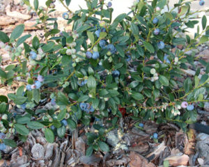Sunshine Blueberry Fruit