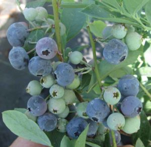 Vernon Blueberry 5