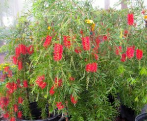 bottlebrush