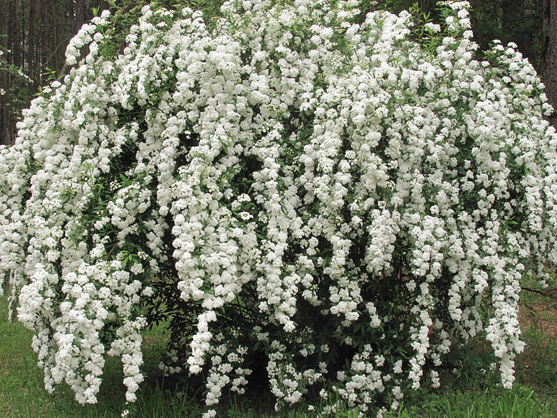 Give Your Landscape a Little Spring Zing!
