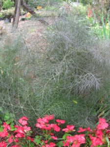 Bronze Fennel