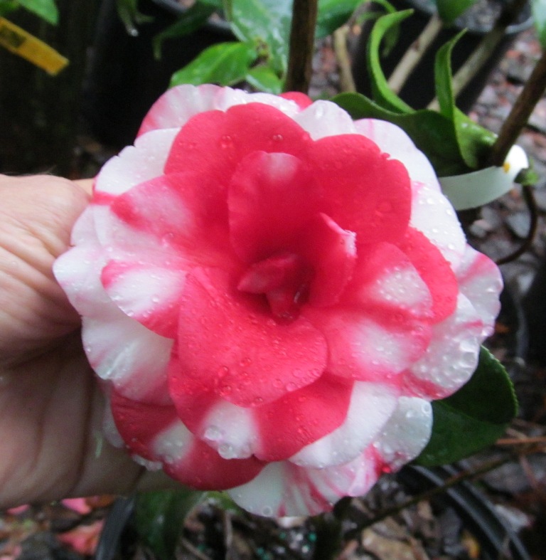 Camellias in Bloom