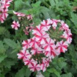 Candy Cane Verbena