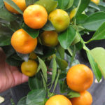 Calamondin Tangerine Tree