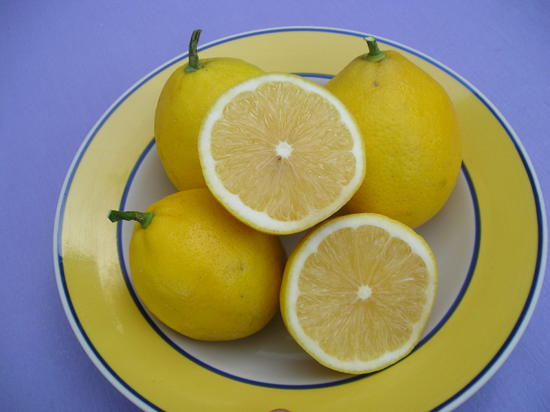 Meyer Lemon Tree