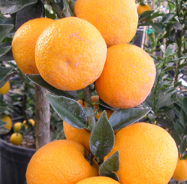 Highlights of the Winter Garden