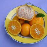 Changsha Tangerine Tree