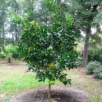 Citrus Tree