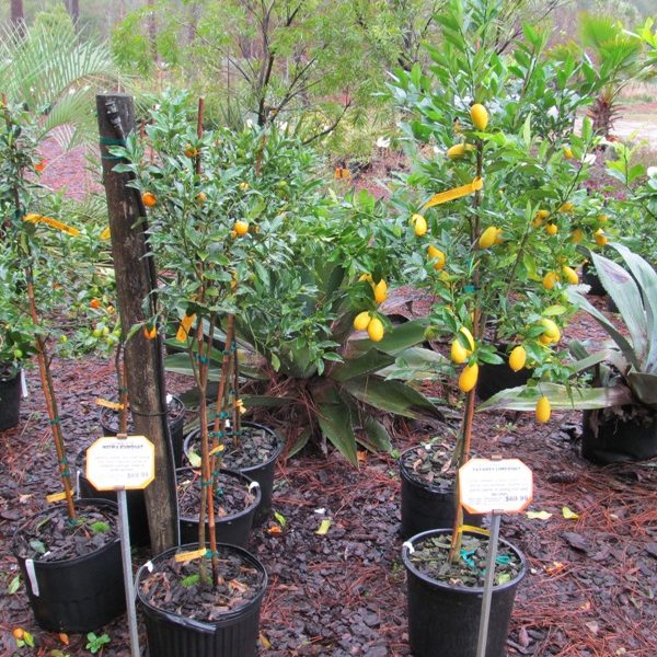 Why Don&rsquo;t My Fruit Trees Live Longer?