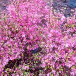 daruma_loropetalum