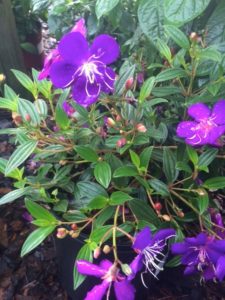 dwarfprincessflower