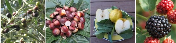 Easy to Grow Fruits