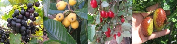 Easy to Grow Organic Pics 2