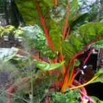 Swiss Chard