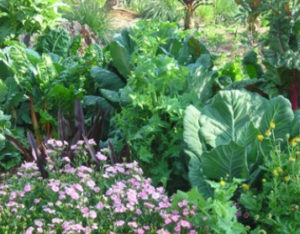 Fall Gardening 1