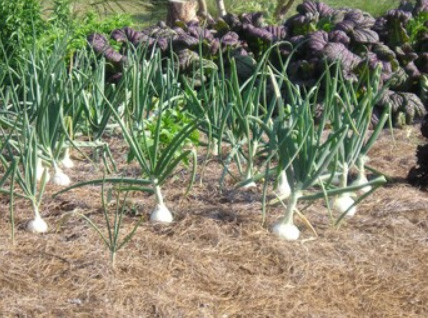 Fall Gardening 2