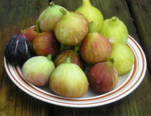 Fig fruit