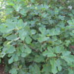 Fig Tree