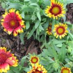gaillardia arizona sun