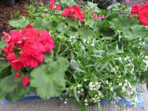 geranium_allysum