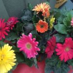 Cheery Gerberas