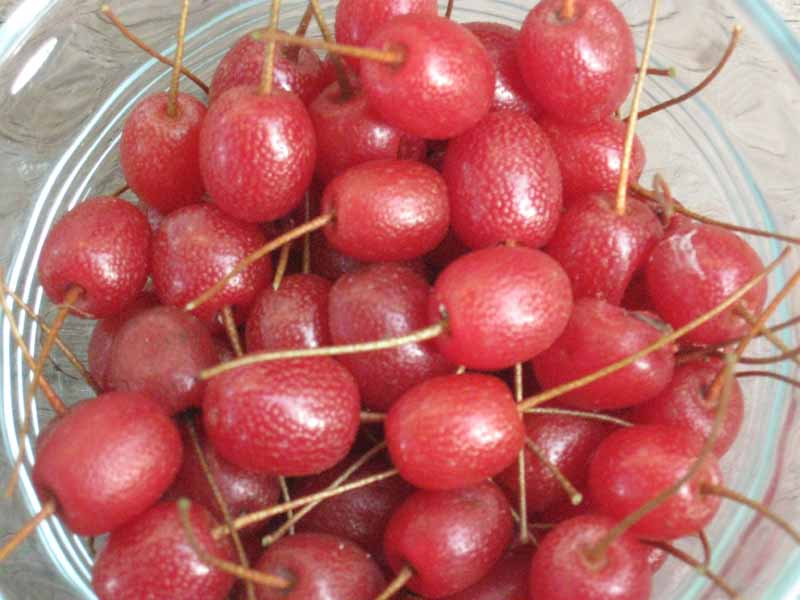 Unusual Fruits Should Be Grown More