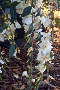 handeii_camellia