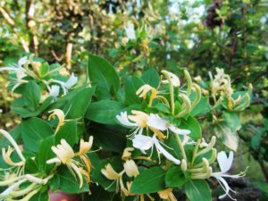 Honeysuckle