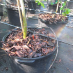 Water Pots with Spray Sticks